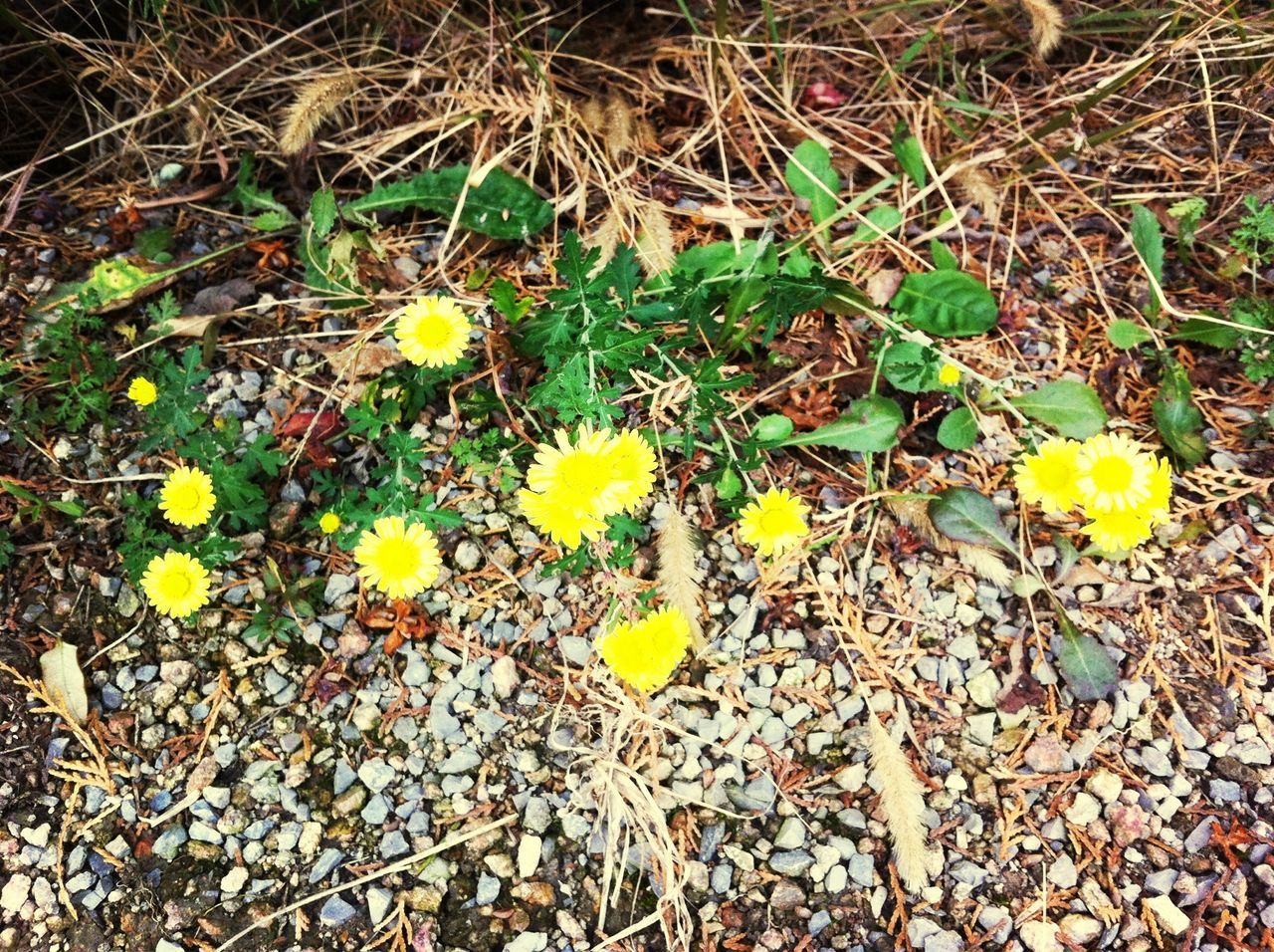 high angle view, leaf, field, dry, ground, grass, nature, fallen, autumn, yellow, fragility, change, growth, day, plant, outdoors, dirt, no people, directly above, leaves