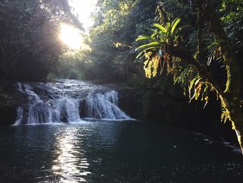 Scenic view of waterfall in forest