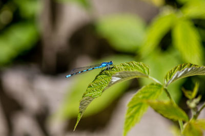 Close-up of insect on plant