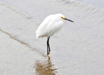 High angle view of bird perching on the beach