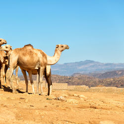 Horses in a desert