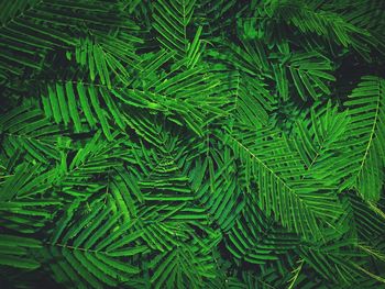 High angle view of fern in forest