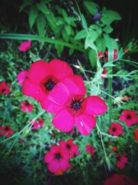 Close-up of red flowers in garden