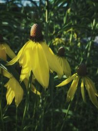 Close-up of yellow flowers blooming outdoors