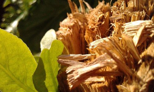 Close-up of fresh green leaves