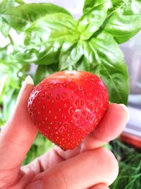 Close-up of hand holding strawberries