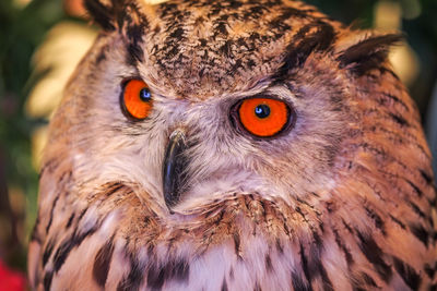 Close-up of an alert owl