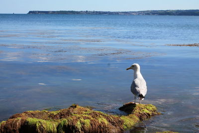 Swan perching on sea shore