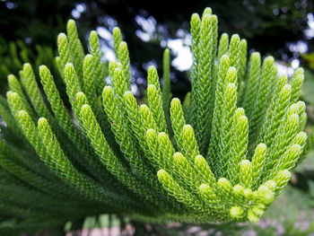 Close-up of fresh green plant