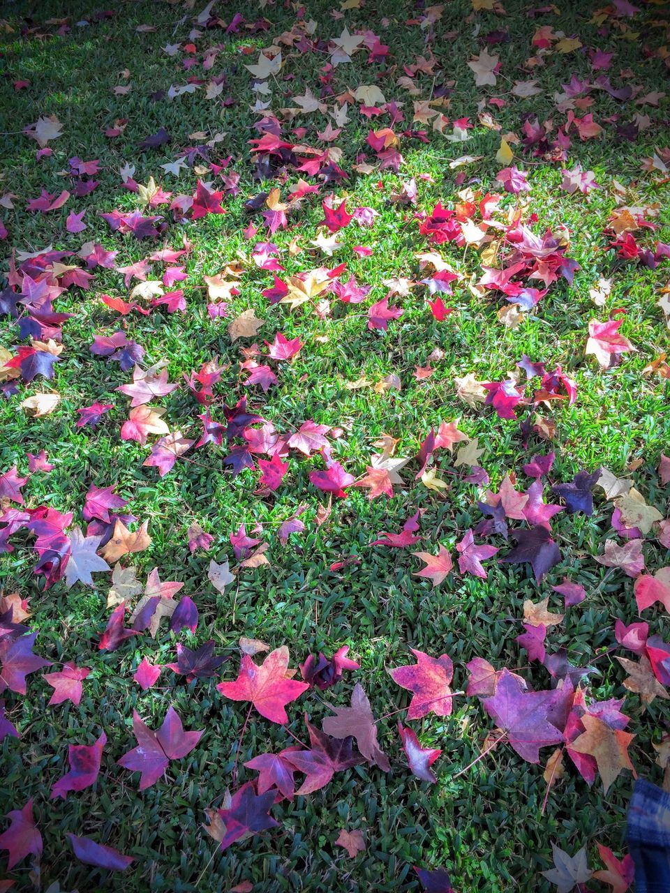 HIGH ANGLE VIEW OF PINK FLOWERS IN PARK