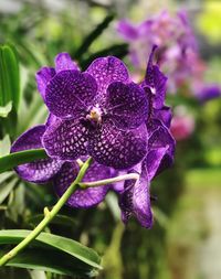 Close-up of purple flowering plant