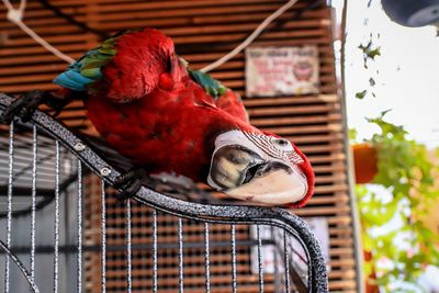 Close-up of parrot perching in cage