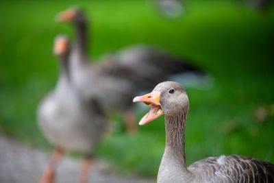 Close-up of a bird