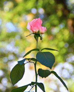 Close-up of pink flowers