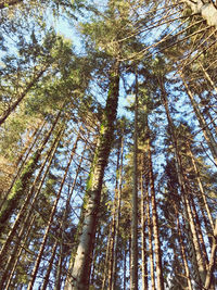 Low angle view of bamboo trees