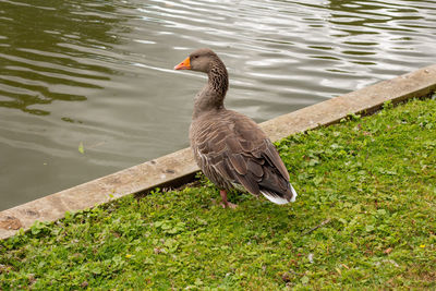 High angle view of bird on lake