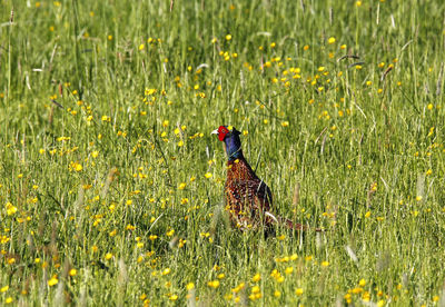 Male pheasant perching on flowering meadow with yellow meadow buttercup flowers in spring