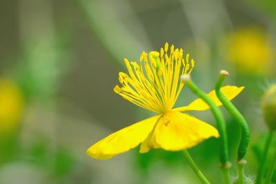 Close-up of yellow flowering plant