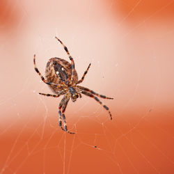 Close-up of spider on web