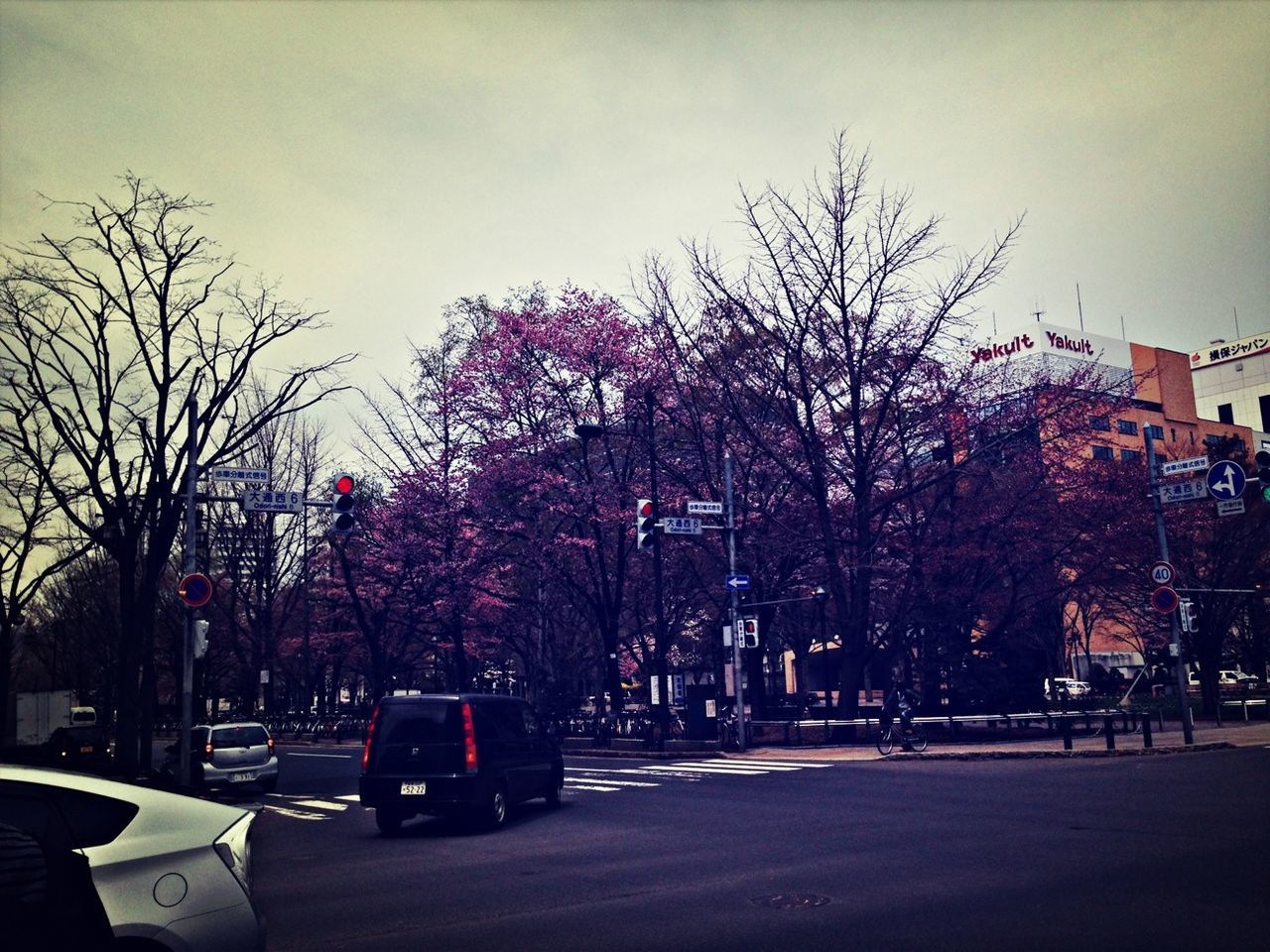 tree, car, transportation, land vehicle, mode of transport, street, road, building exterior, city, architecture, built structure, sky, bare tree, growth, branch, incidental people, street light, outdoors, city street, parking