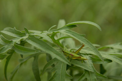 Close-up of water drops on plant