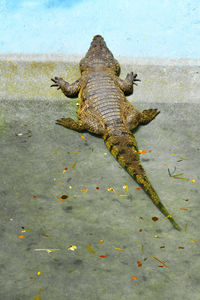 animal