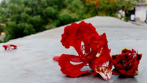 Close-up of red rose plant