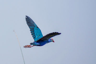 Low angle view of bird flying against clear blue sky