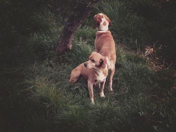 Dog standing on grass