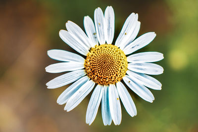 Close-up of white daisy