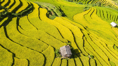 Harvest season