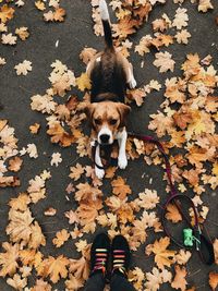 Low section of dog standing on leaves during autumn