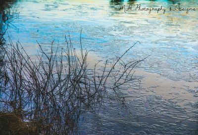 Reflection of trees in water