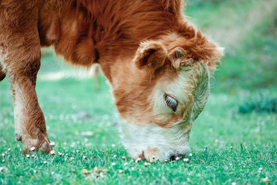 Beautiful brown cow portrait in the meadow