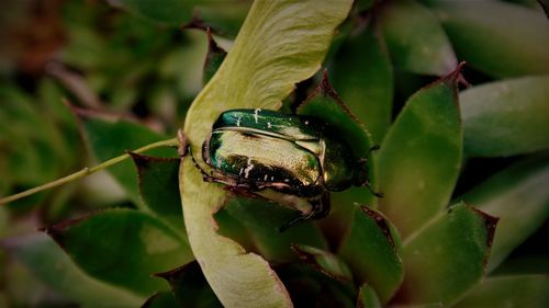 Close-up of insect on leaf