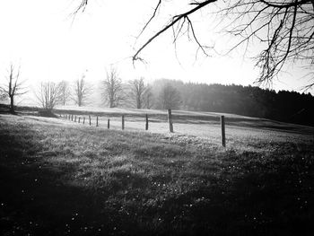 Bare trees on grassy field