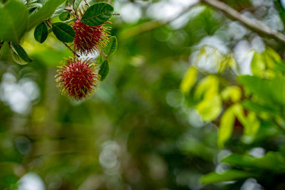 Low angle view of flowering plant
