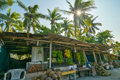 Low angle view of coconut palm trees against sky