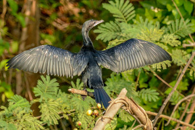 Bird perching on a branch