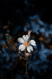 Close-up of white flowering plant