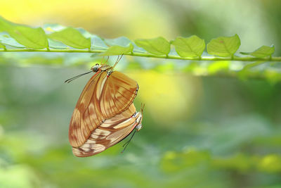 Butterfly perching on leaf