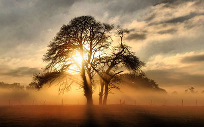 Silhouette trees on field against sky during sunset