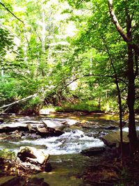 River flowing through forest