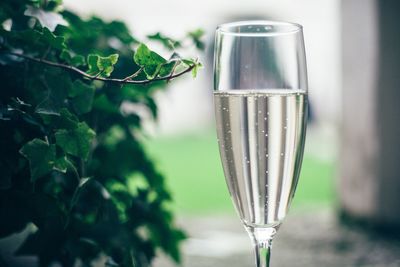 Close-up of glass of champagne