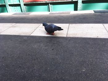 Black bird perching on floor