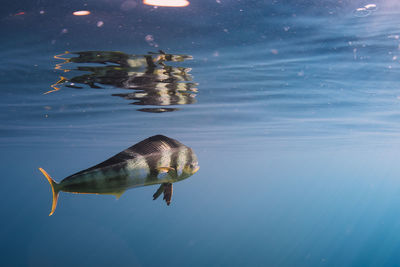 High angle view of fish swimming in sea