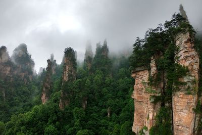Panoramic view of forest against sky