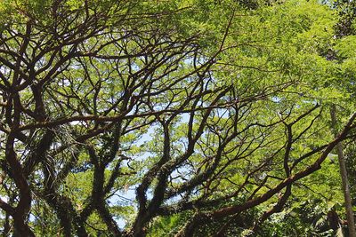 Low angle view of trees in forest