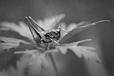 Close-up of insect on flower