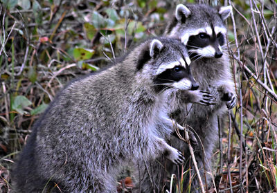 Raccoons in forest